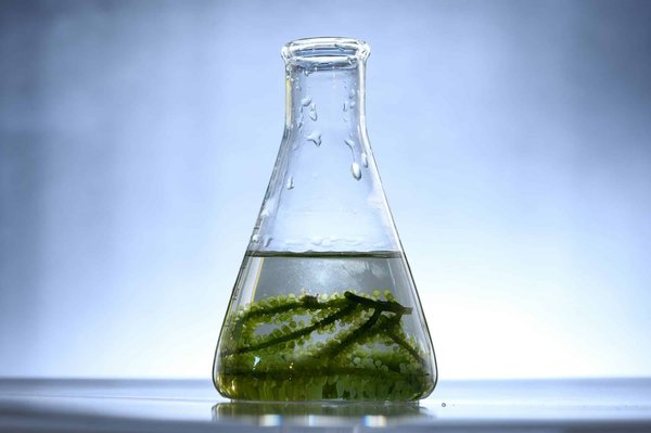 What Are the Prospects of Algae-Based Biofuels in Renewable Energy Sectors?
